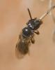 Lasioglossum sp.